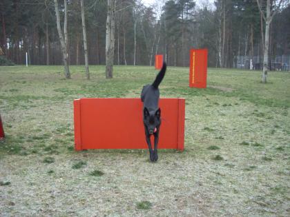 Labrador-Schäferhundmischling (Deckrüde)
