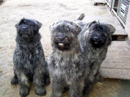 Bouvier des Flandres Rüden aus dem Zwinger   vom kleinen Gremlin  
