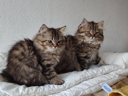 4 Süßes BKH und BLH-Kitten !