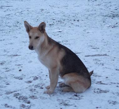 Husky Mischling Jungspund Louie sucht noch Kuschelzuhause