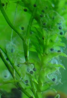 Suche Eier & Larven von Axolotl / Molchen & Salamander  Mit Versand 
