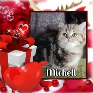 BKH Kitten