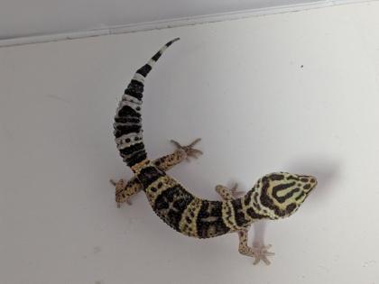 Leopardgeckos / Geckos aus Rostock