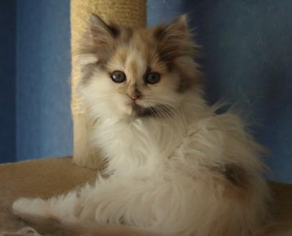 Super verschmuste Perserkatzen Babys mit ausgeprägter Nase 