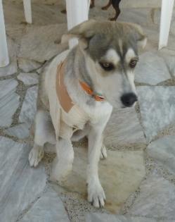Freddy ... unserem kleinen Seestern geht es ein wenig besser Husky