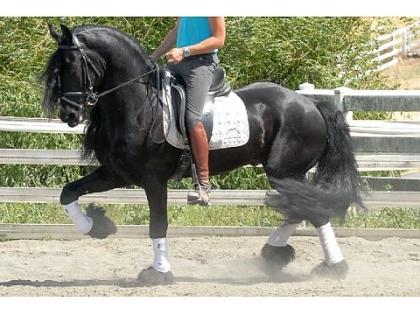 Friesenpferd