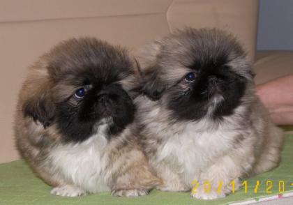 Pekingesenwelpen