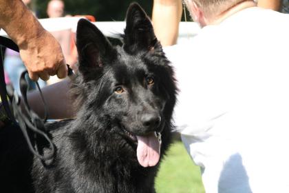 Schäferhund  Deckrüde