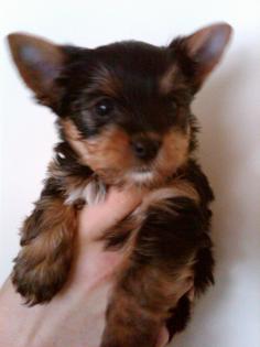 Yorkshire Terrier Welpen