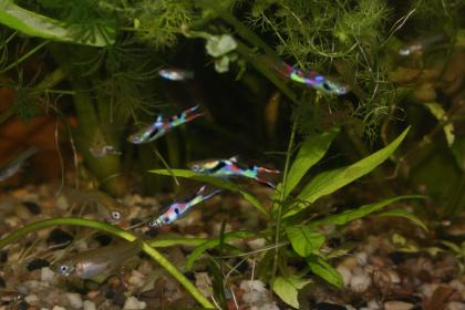 Endler Guppy s,Red Fire Garnelen,Wasserpflanzen....