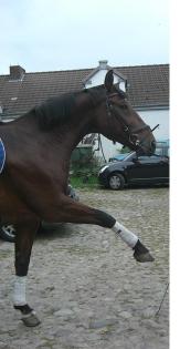 Feinfühliger Dressurwallach sucht Reitbeteiligung