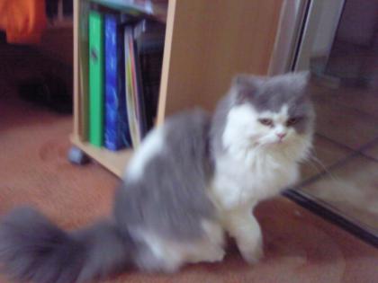 Perserkater weiß- grau
