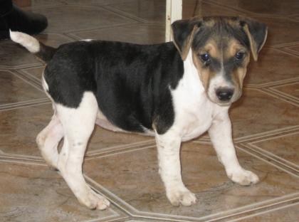 Jack Russel Welpen
