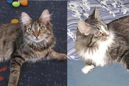 Maine Coon Geschwisterpaar (M/W) umständehalber abzugeben