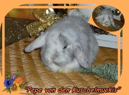Kleiner Mann sucht ...