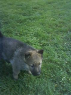 Süße Schäferhundwelpen