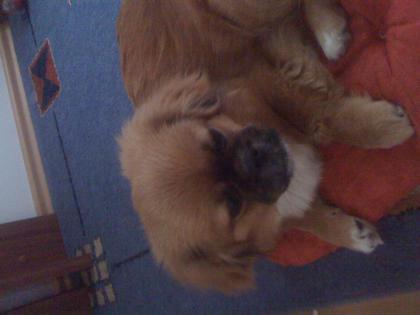 Pekinese dringend zu verkaufen