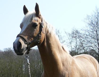 Bitte Reitbeteiligung auf Endmaßpony 
