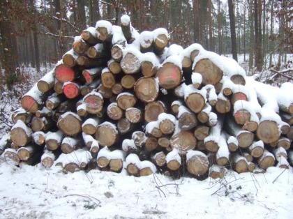 Eichenstammholz 1 oder 2 Meter