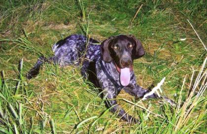 Sie suchen den besonderen Hund?
