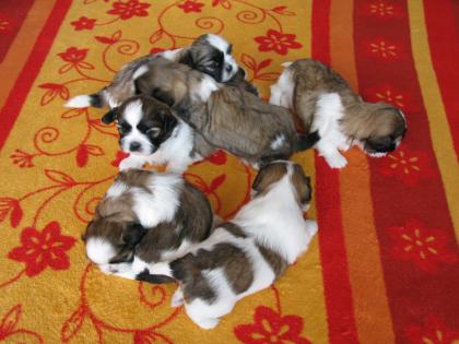 Shih Tzu Welpen (A Wurf)