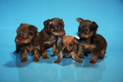 Russische Toy Terrier Welpen 