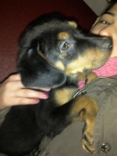 4 monate alte rottweiler-labrador mischling mit impfpass+eu pass+entwurmt abzuge
