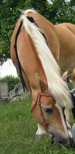 Biete Reitbeteiligung an einer lieben Haflinger 17Jahre Wohnt in der RG Eichengr