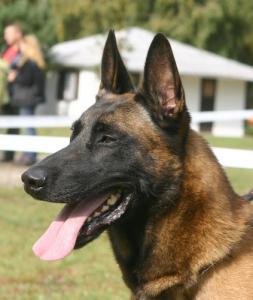 Belgische schaferhund malinois
