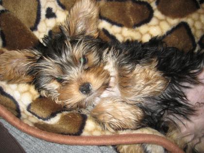 Yorkshire Terrier