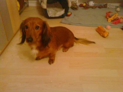 Bodo sucht dringend ein neues liebes Zuhause