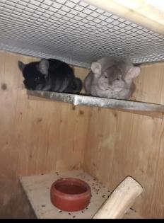 Chinchilla mir Käfig