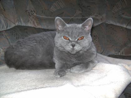 3 süße Selkirk- Rex suchen noch ein liebevolles Heim!