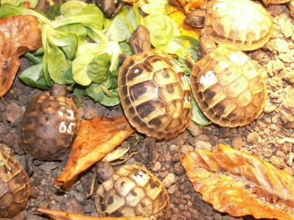 Griechische Landschildkröten, NZ2021