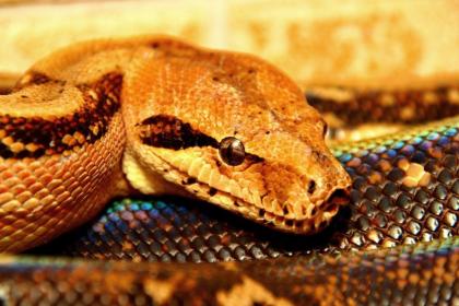 Boa constrictor 
