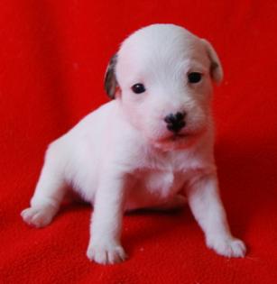 7 Parson Jack Russell Terrier Welpen ( Jack Russel ) 