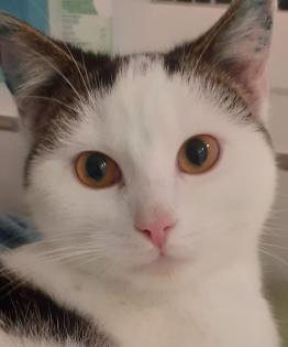 Tony – verschmuster Kater sucht dringend liebevolles Zuhause! (aus dem Tierschut