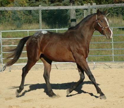 2021 Fohlen / Pferd Hengst