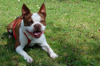 BO DEXTER - Boston Terrier - 5 Jahre - Tierhilfe-Franken e.V.