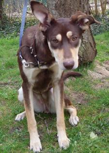 Cesca - bezauberndes kinderliebes und katzenverträgliches Hundemädchen sucht Fam