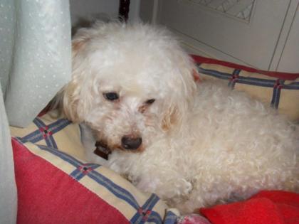 Willy- der kline blinde Bichon Fris  Rüde wurde als Versuchstier in einer Tierkl