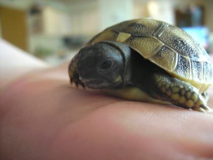 Griechische Landschildkröten THB, NZ2021