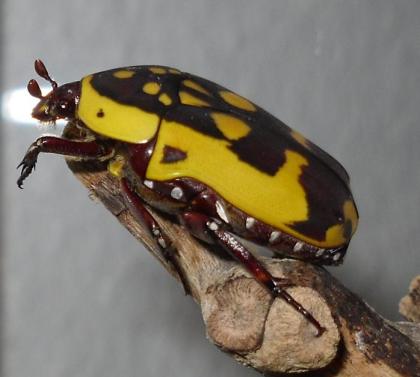 Pachnoda aemula