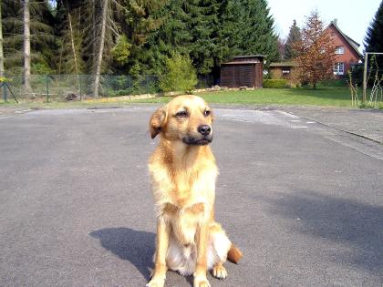 Terrier Mischling drindend