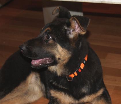 Schäferhund Welpen (Hündinen) nach Top Verbindung ideal für Hundesport