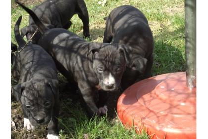 Kräftiger und vielversprechender pitBull Welpe! 