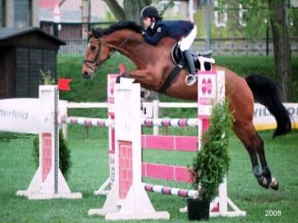 Braver Holsteiner Wallach  Contender x Lord