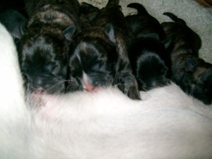 Wir haben 6 Französische Bulldoggen Mix Welpen ab Anfang Juni abzugeben!