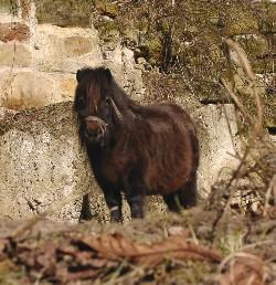 Minipony Stute
