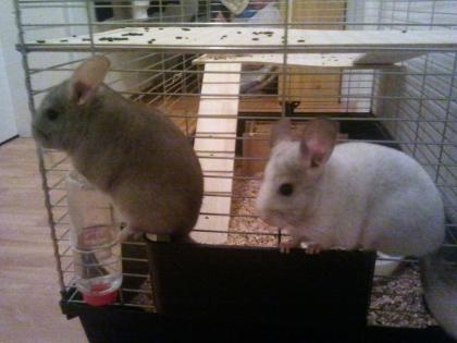 2 Süße 21 Wochen alte Chinchillas dringend abzugeben ! ! !